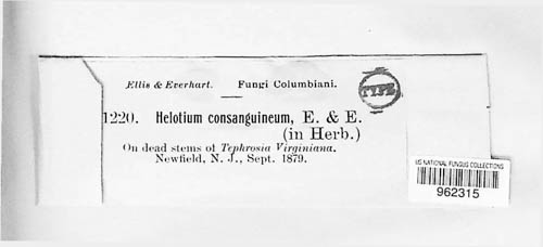 Hymenoscyphus consanguineus image